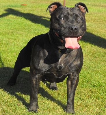 Staffordshire Bull Terrier
