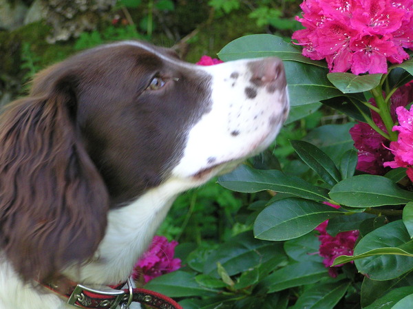 Engelse Springer Spaniel