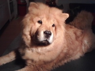 Chow chow