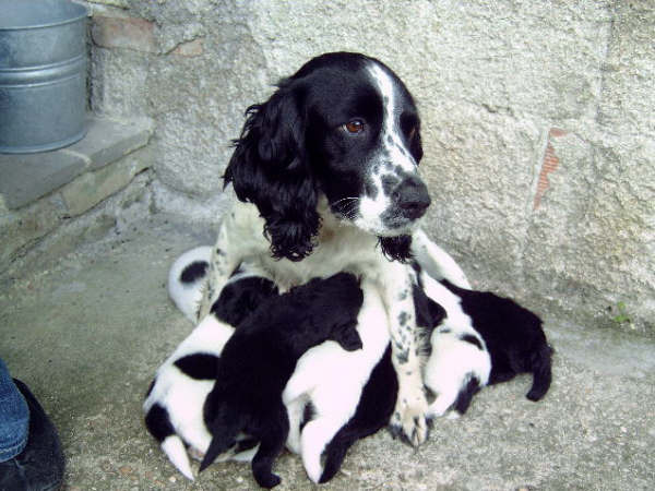 Engelse Springer Spaniel