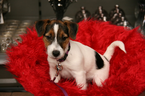 Jack Russell Terrier