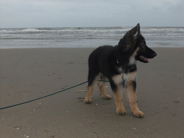 Oud Duitse Herdershond