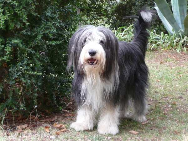 Bearded Collie