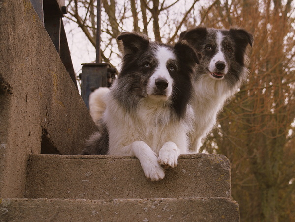 Border Collie