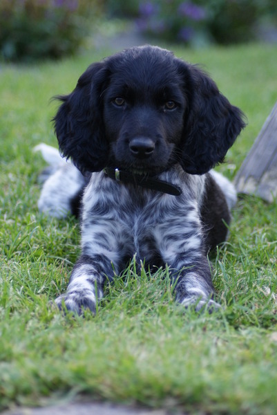 Münsterlander, Grote
