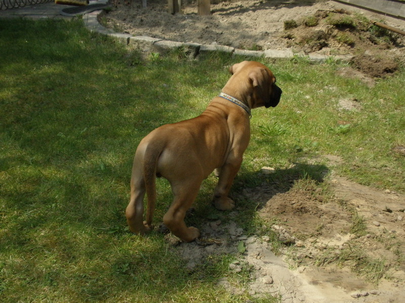 Boerboel