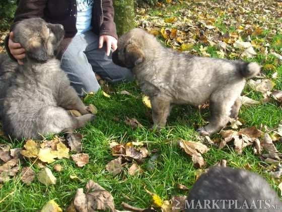 Kaukasische Owcharka