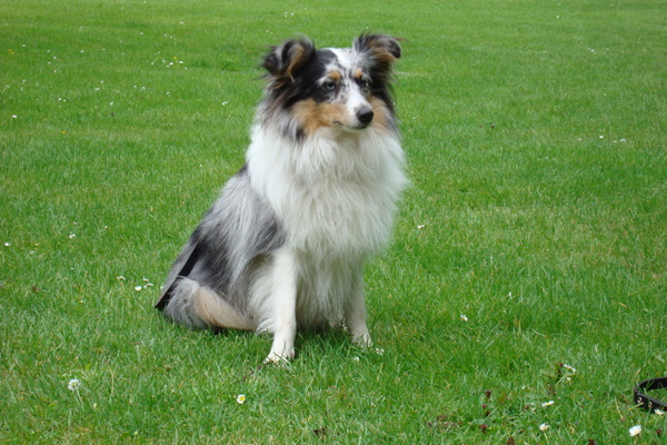 Sheltie