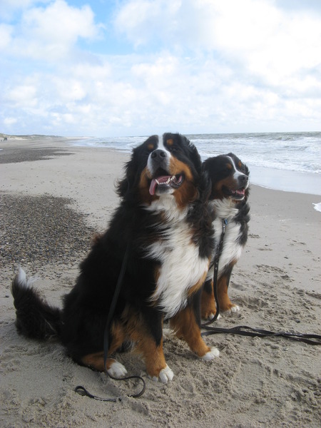 Berner Sennenhond