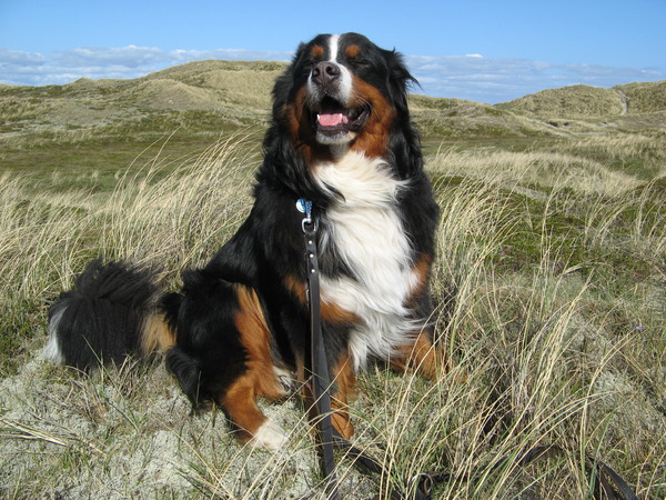 Berner Sennenhond