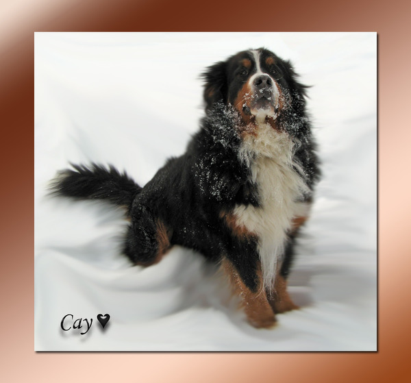 Berner Sennenhond