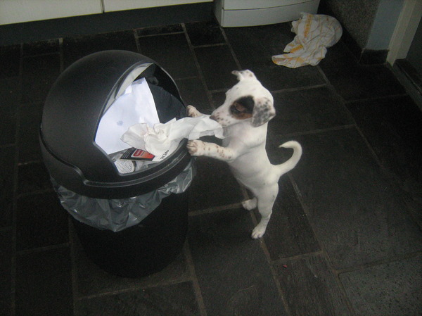 Alles moet netjes in de prullenbak!!