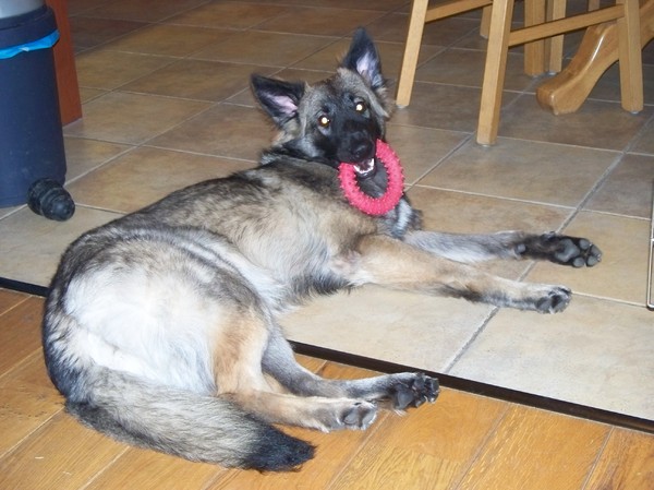 Shima Lord of the Ring!