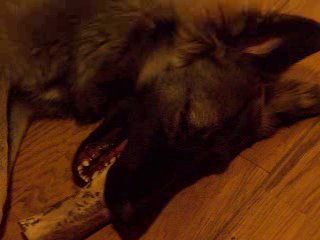 Ze viel onder het kauwen op haar bot in slaap.