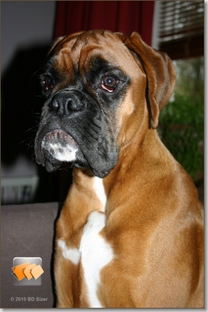 Boxer
