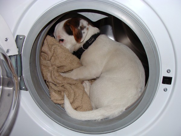 Hoover helpt met de was...