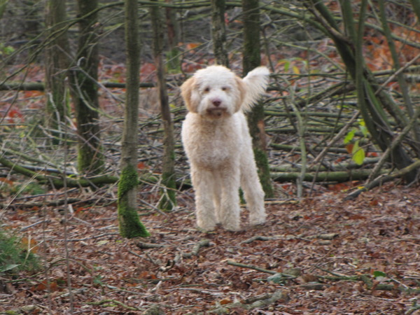 Lagotto Romagnolo