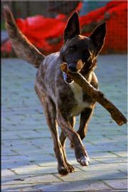 HeerlijkeHuisjes vakantiehuizen Noord-Holland