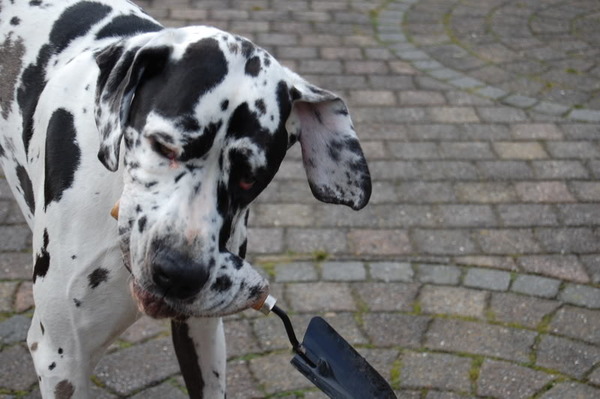 Ginny helpt met tuinieren .