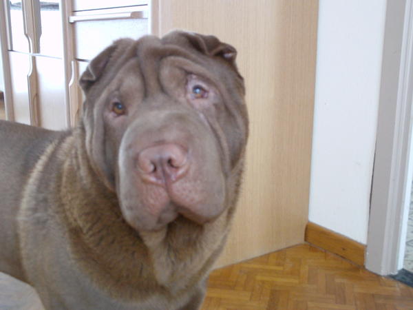 Shar Pei