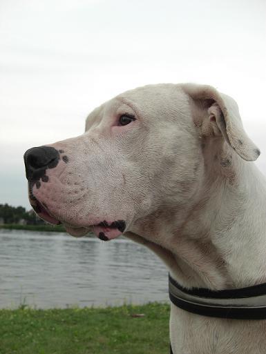 Dogo Argentino
