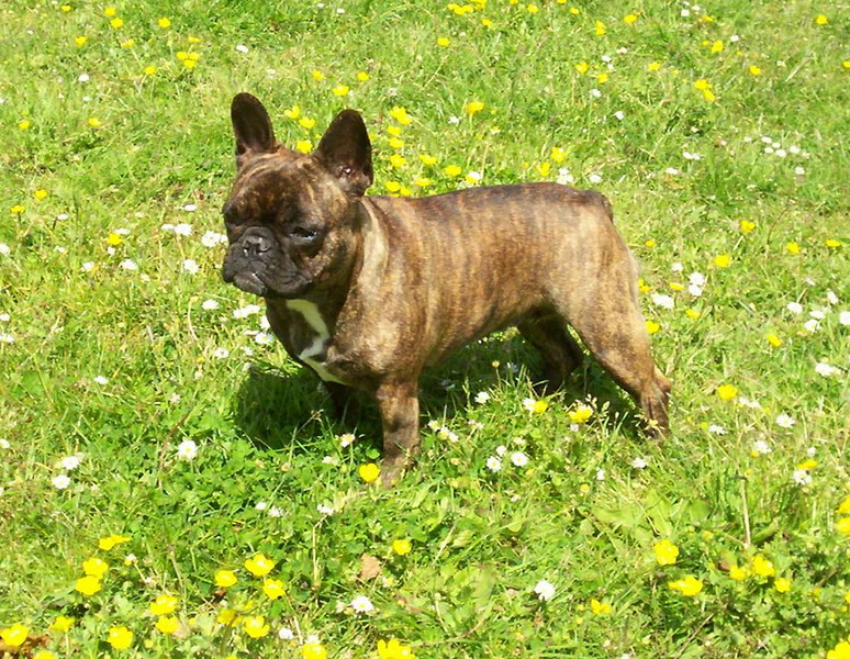 Franse Bulldog