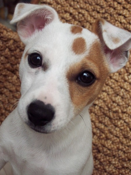 Jack Russell Terrier