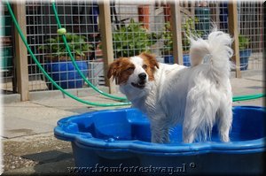 Kooikerhondje
