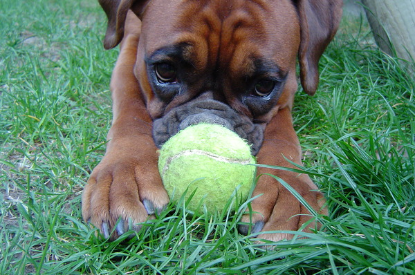 Boxer