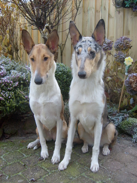 Schotse Herdershond, Korthaar