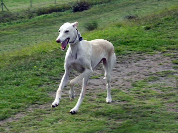 Galgo Español