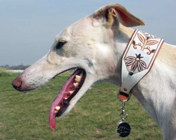 Galgo Español
