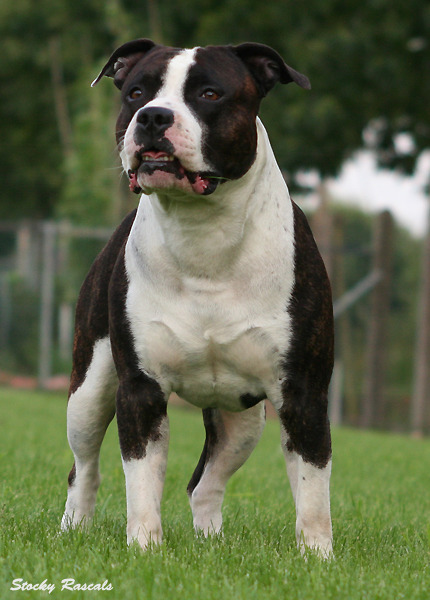 American Staffordshire Terrier