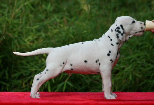 Dalmatische hond
