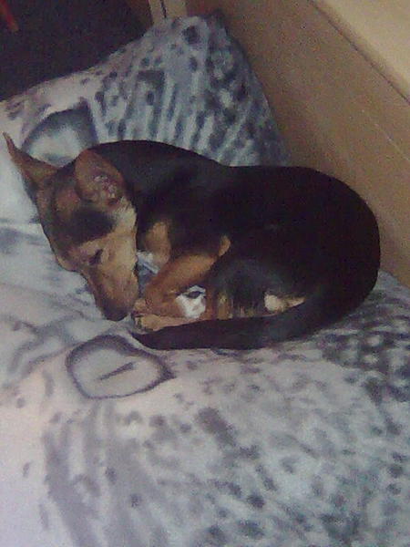 rocky ligt te slapen