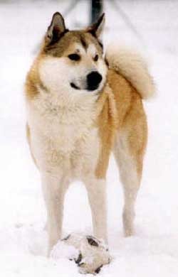 Laika, West Siberische
