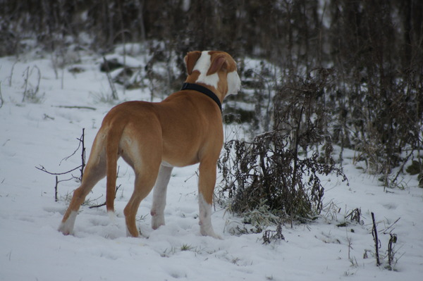 American Staffordshire Terrier