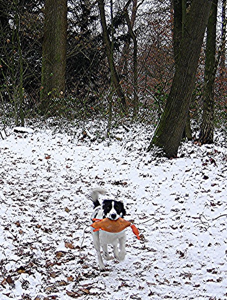 Engelse Springer Spaniel