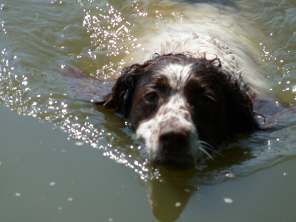 Engelse Springer Spaniel