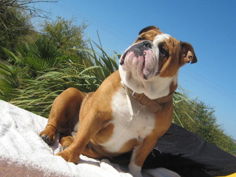 Engelse Bulldog