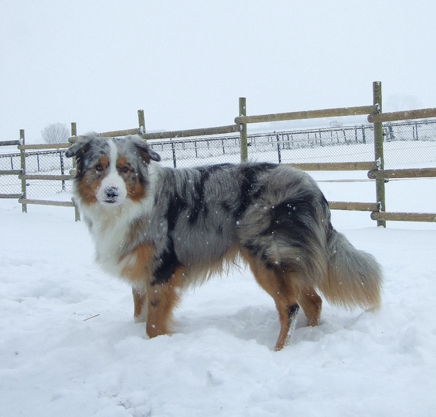 Australian Shepherd
