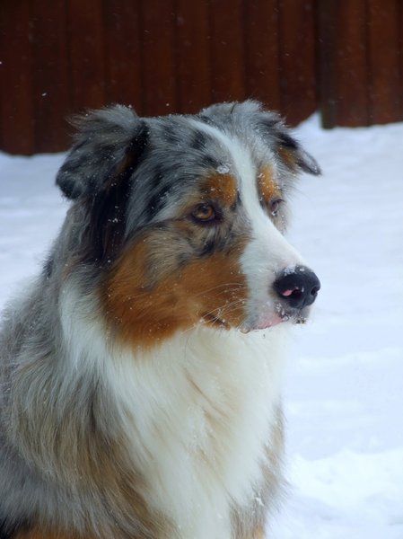 Australian Shepherd