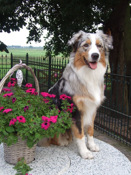 Australian Shepherd
