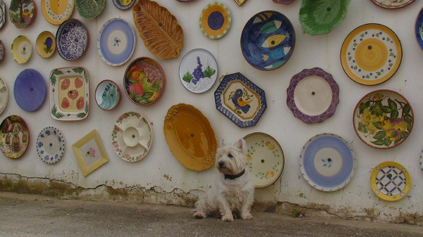 West Highland White Terrier