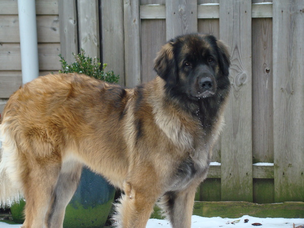 Leonberger