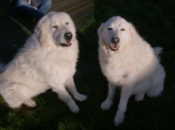 Berghond van de Maremmen en de Abruzzen