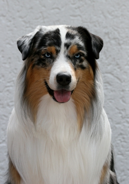 Australian Shepherd