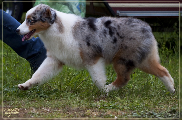 Australian Shepherd
