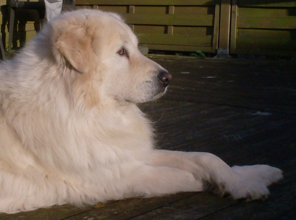 Berghond van de Maremmen en de Abruzzen