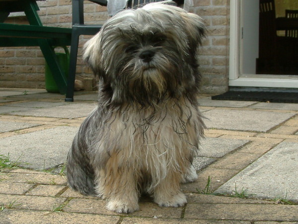 Shih Tzu